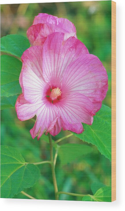 Petal Wood Print featuring the photograph Pink Hibiscus by Richard Felber