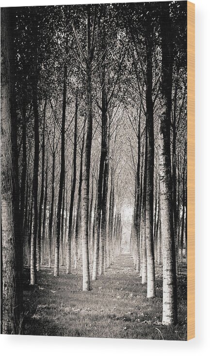 Tranquility Wood Print featuring the photograph Pioppeto Modenese by Silvia Casali