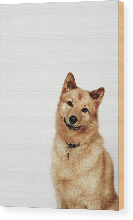 Pets Wood Print featuring the photograph Portrait Of A Finnish Spitz Dog Smiling by Flashpop