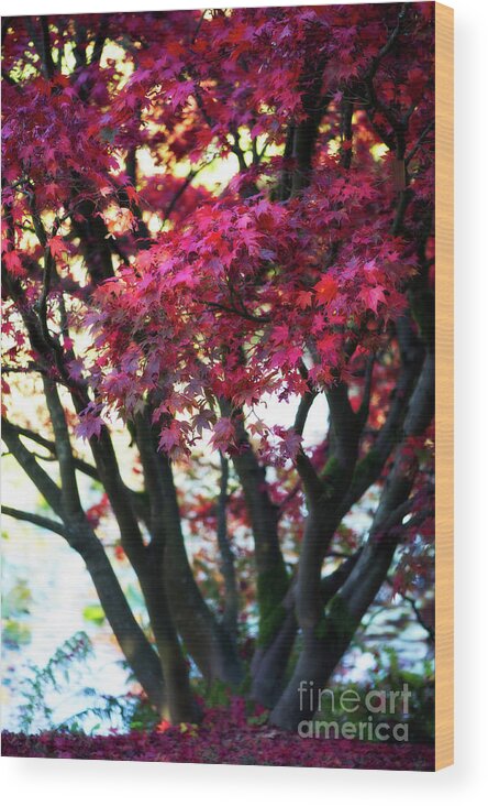 Autumn Colors Wood Print featuring the photograph Pretty in Red by Venetta Archer