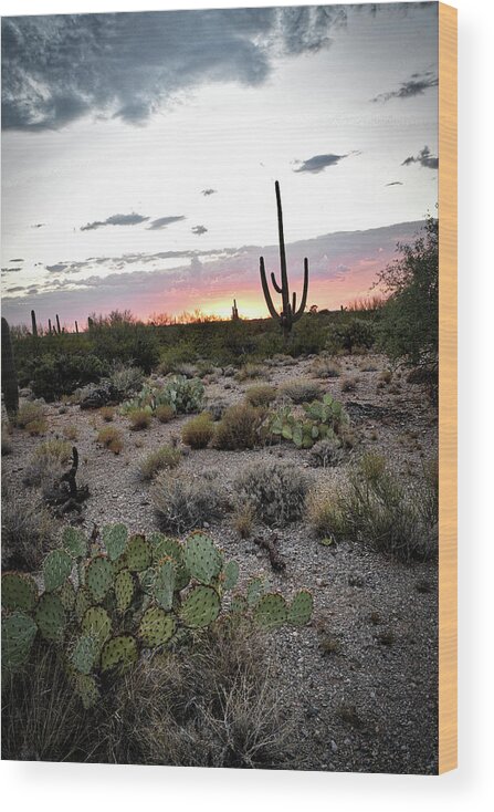 Prickly Wood Print featuring the photograph Prickly Pear and Saguaro during an Arizona sunset by Chance Kafka