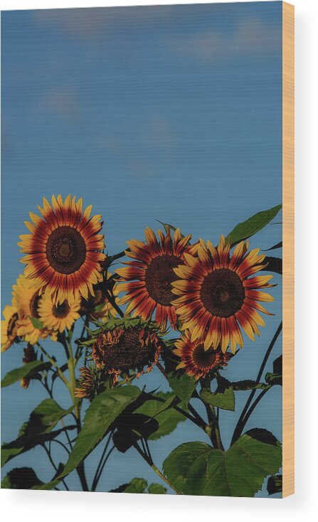 Nature Wood Print featuring the photograph Prince Edward Island Sunflowers by Douglas Wielfaert