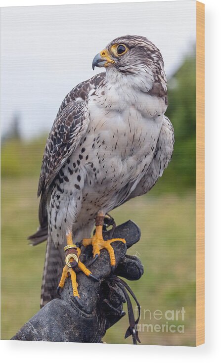 Photography Wood Print featuring the photograph Proud Prairie Falcon by Alma Danison