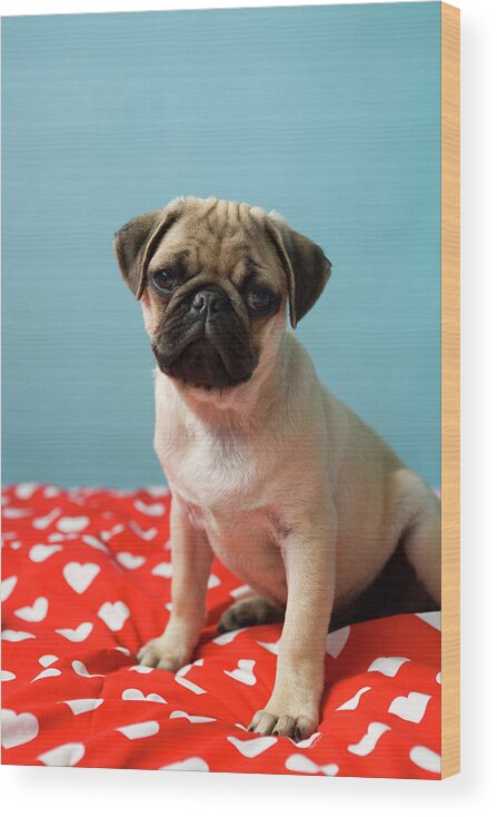 Pets Wood Print featuring the photograph Pug Puppy Sitting On Bed by Reggie Casagrande