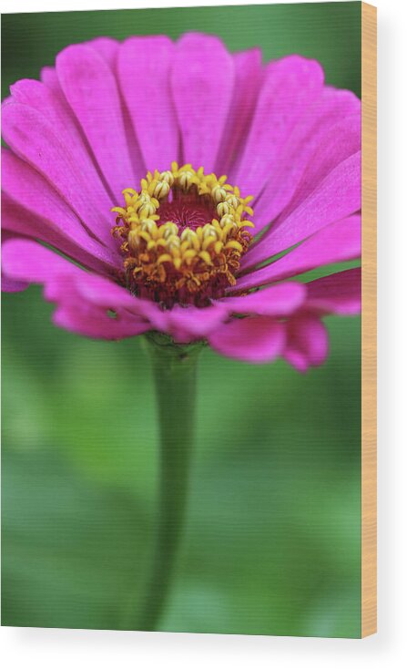 Flower Wood Print featuring the photograph Purple Zinnia by Mary Anne Delgado