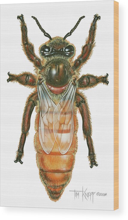 Honey Bee Wood Print featuring the painting Queen Honey Bee by Tim Knepp
