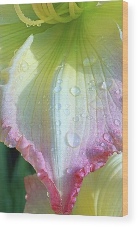 Raindrops Wood Print featuring the photograph Raindrops on Lily Petals by Kathi Mirto