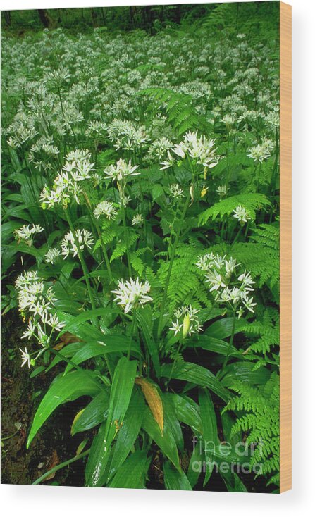 Pl1033 Wood Print featuring the photograph Ramsons by Duncan Shaw/science Photo Library