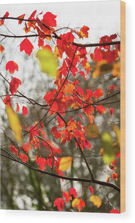 Autumn Leaves Wood Print featuring the photograph Red and Gold Autumn Leaves by Helen Jackson