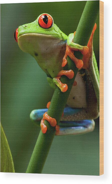 One Animal Wood Print featuring the photograph Red-eyed Tree Frog, Costa Rica by Paul Souders