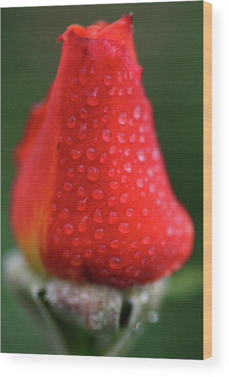 Bud Wood Print featuring the photograph Red Rose by Abc