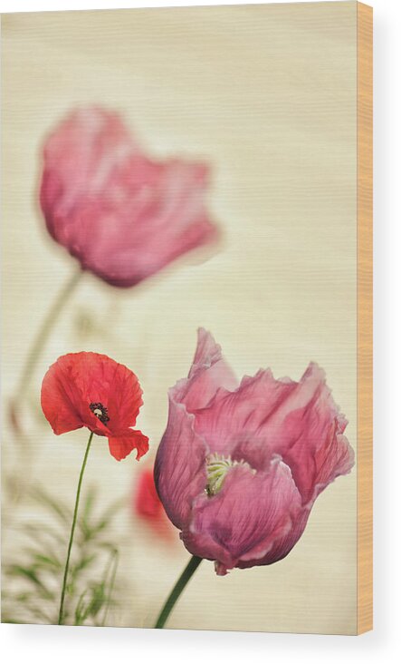 Rockville Wood Print featuring the photograph Red Shirley Poppy And Pink Peony Poppy by Maria Mosolova