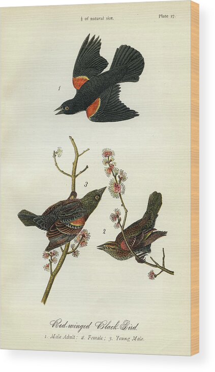 Bird Wood Print featuring the mixed media Red-Winged Black-Bird by Unknown