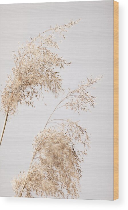 Reed Wood Print featuring the photograph Reed Grass Grey 06 by 1x Studio Iii