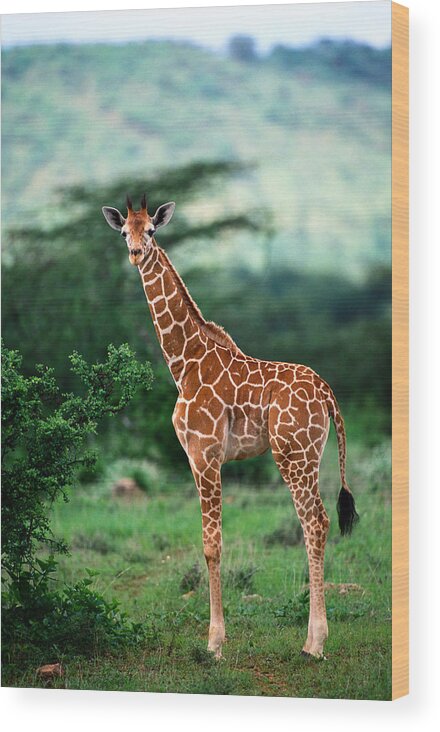 Giraffe Calf Wood Print featuring the photograph Reticulated Giraffe, Serengeti Nat by Art Wolfe