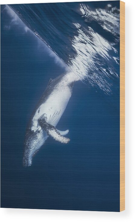 Baleine Wood Print featuring the photograph Reversing: Humpback Whale by Barathieu Gabriel