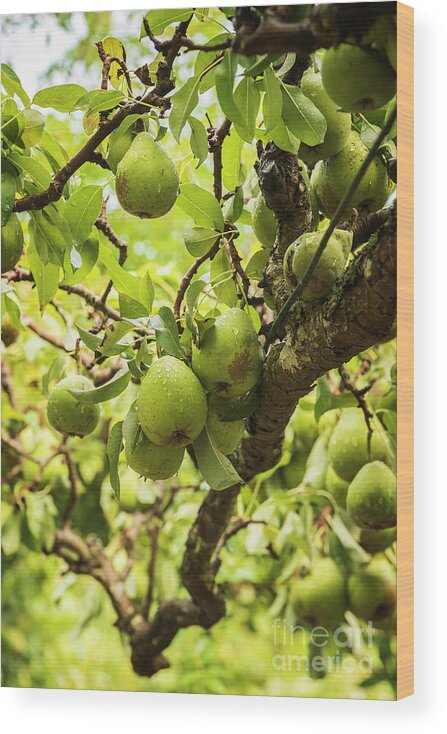 Green Wood Print featuring the photograph Ripe green garden pears by Sophie McAulay