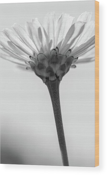 Flower Wood Print featuring the photograph Rise Up Grayscale by Mary Anne Delgado