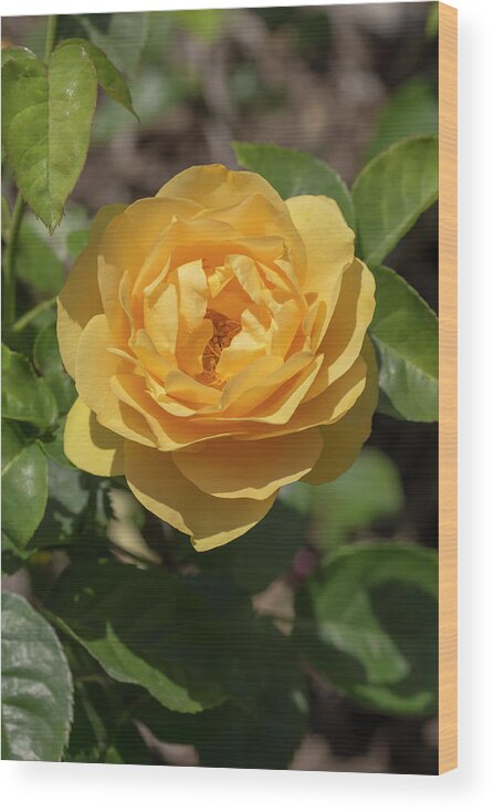 Rose Wood Print featuring the photograph Rosa Golden Fairy Tale by Dawn Cavalieri