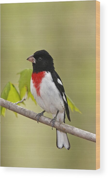 American Bird Wood Print featuring the photograph Rose-breasted Grosbeak by James Zipp