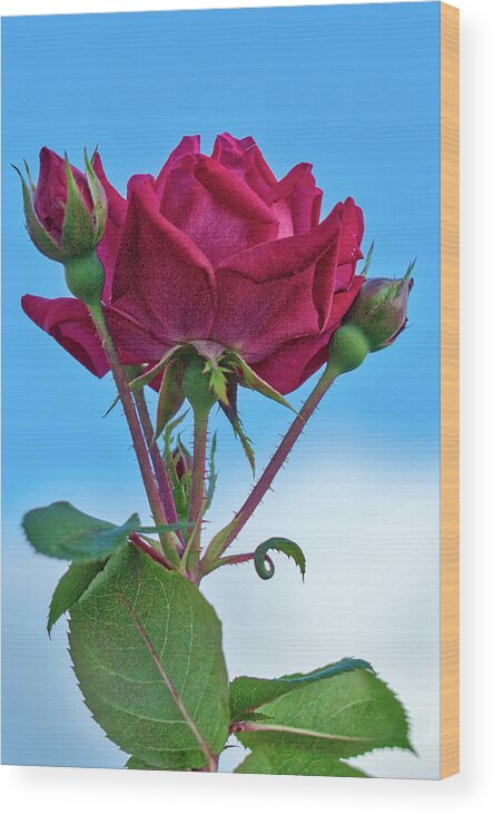 Rose Wood Print featuring the photograph Rose with Buds by Jerry Gammon