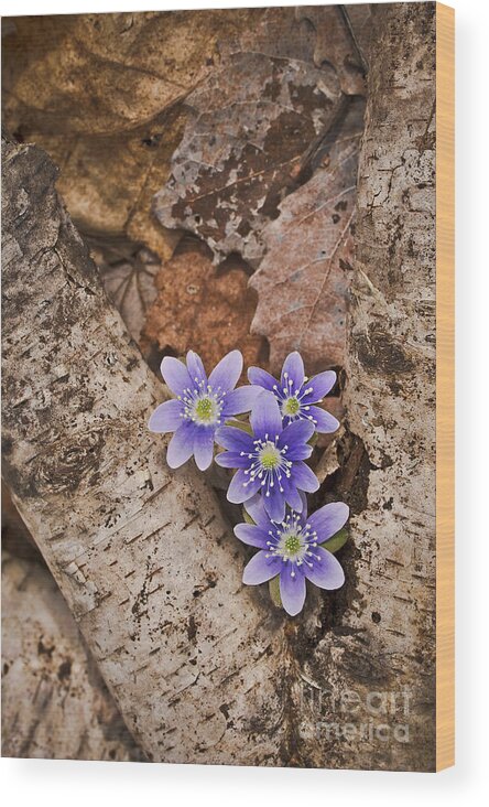 April Wood Print featuring the photograph Round Lobed Hepatica and Birch log botanical wall art FL8852 by Mark Graf