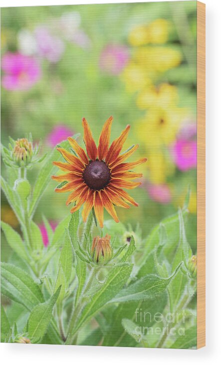 Rudbeckia Wood Print featuring the photograph Rudbeckia Cappuccino Flower by Tim Gainey