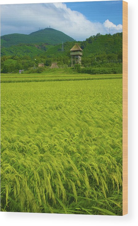 Tranquility Wood Print featuring the photograph Ruins Rice Field by Noriyuki Araki