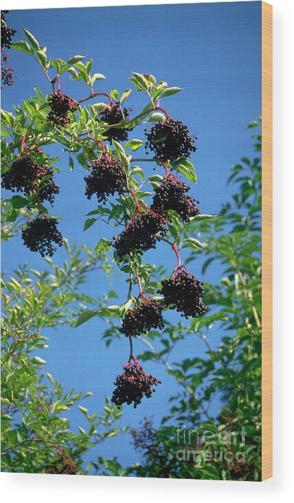 Eerries Wood Print featuring the photograph Sambucus Nigra by Helmut Partsch/science Photo Library