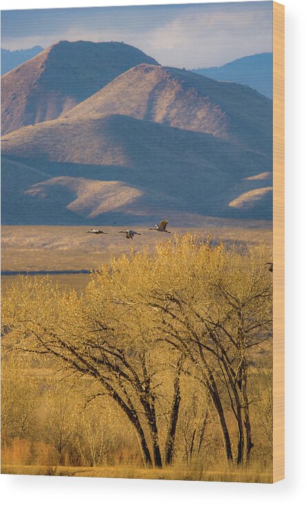 Grus Canadensis Wood Print featuring the photograph Sandhill Cranes near the Bosque by Jeff Phillippi