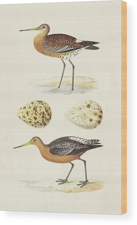 Coastal Wood Print featuring the painting Sandpipers & Eggs Iv by Morris