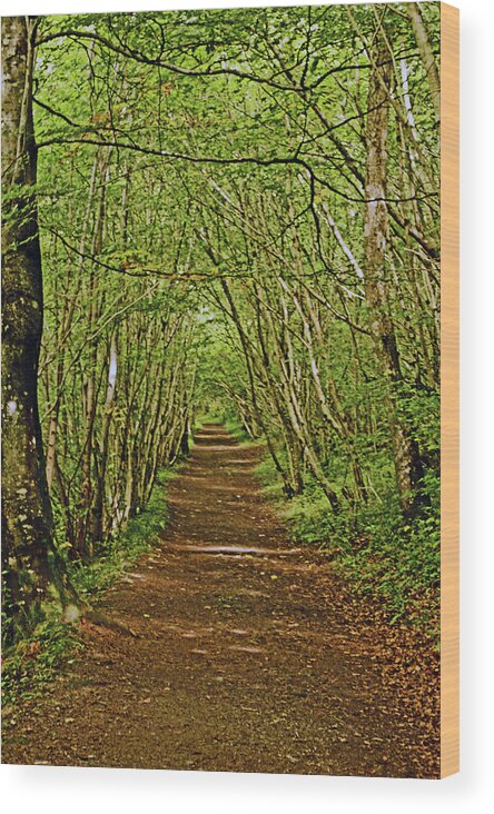 Scotland Wood Print featuring the photograph SCOTLAND. Killiecrankie. Path Through The Trees. by Lachlan Main