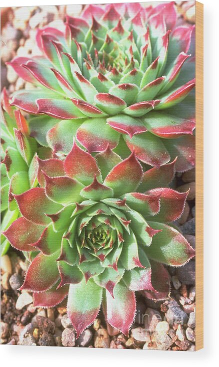 Nature Wood Print featuring the photograph Sempervivum Calcareum by Joseph Malcolm Smith/science Photo Library