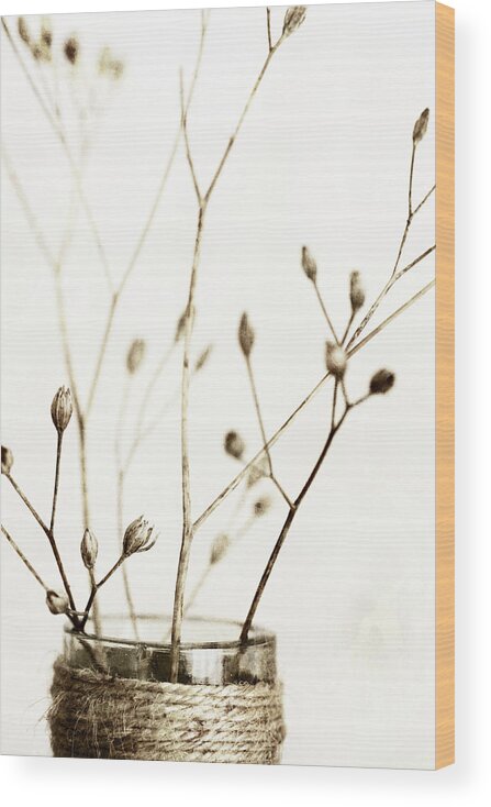 Sepia Dried Flowers 01 Wood Print featuring the photograph Sepia Dried Flowers 01 by Tom Quartermaine