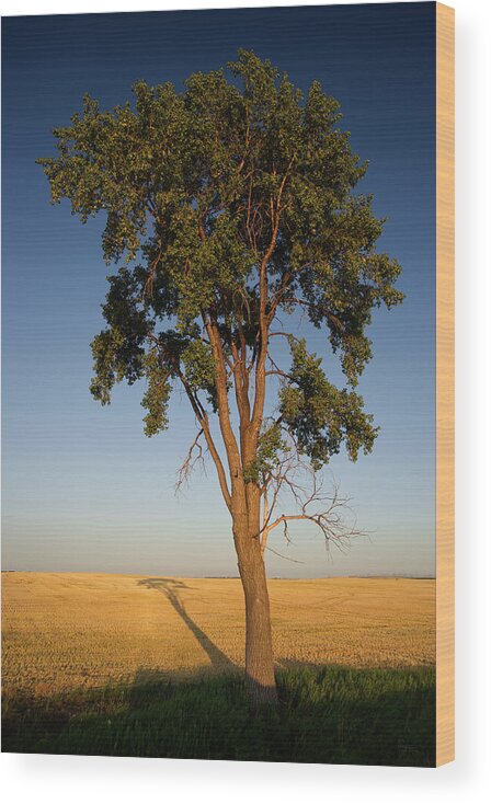 Tree Wood Print featuring the photograph Shadowscape - A lone tall cottonwood casts a long shadow on harvested wheat field by Peter Herman
