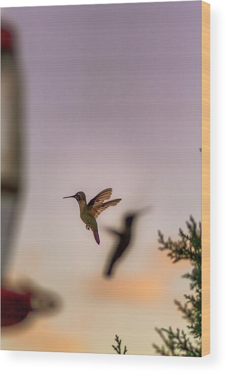 Hummingbird Wood Print featuring the photograph Shift Change by Peter Hull