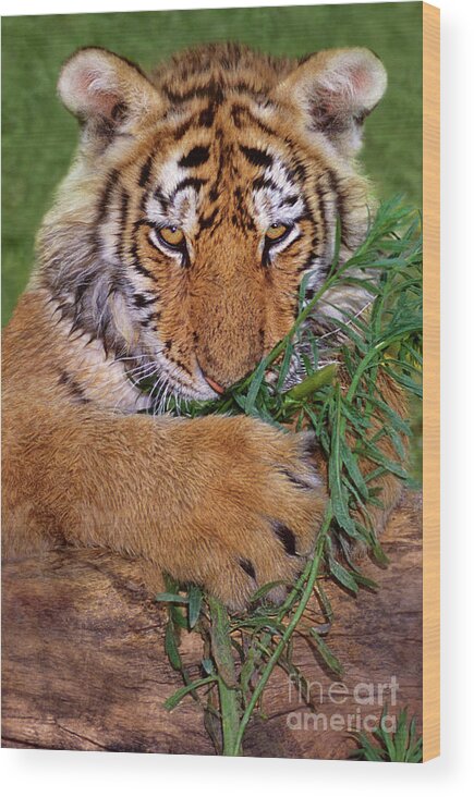 Siberian Tiger Wood Print featuring the photograph Siberian Tiger Cub Endangered Species Wildlife Rescue by Dave Welling