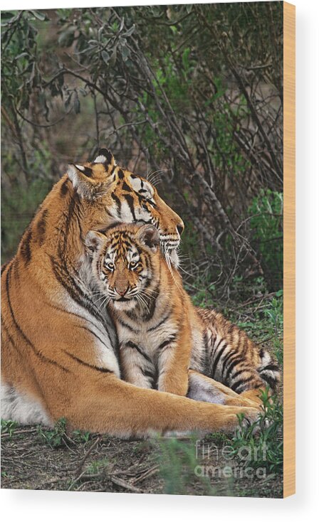 Siberian Tiger Wood Print featuring the photograph Siberian Tiger Mother and Cub Endangered Species Wildlife Rescue by Dave Welling