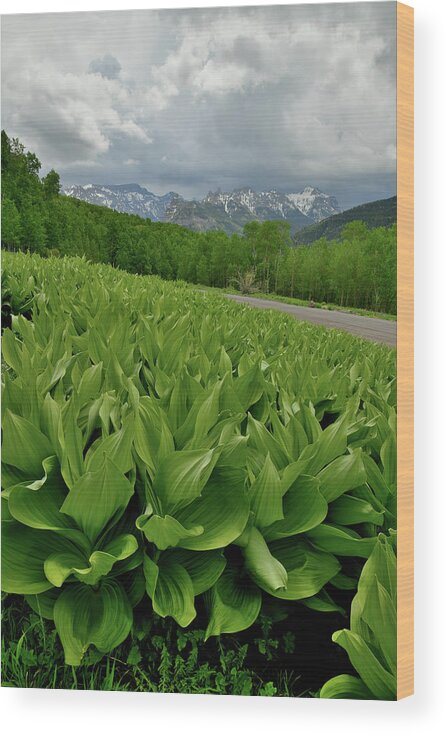 Highway 50 Wood Print featuring the photograph Skunk Cabbage in Big Cimarron by Ray Mathis