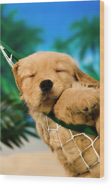 Pets Wood Print featuring the photograph Sleeping Puppy In A Hammock At A Beach by Cmannphoto