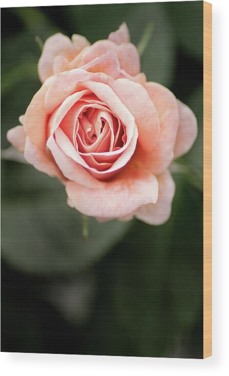 Flower Wood Print featuring the photograph Small Pink Rose by Don Johnson