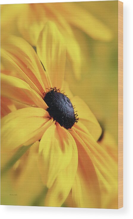 Daisy Wood Print featuring the photograph Smothered In Gold by Christina Rollo