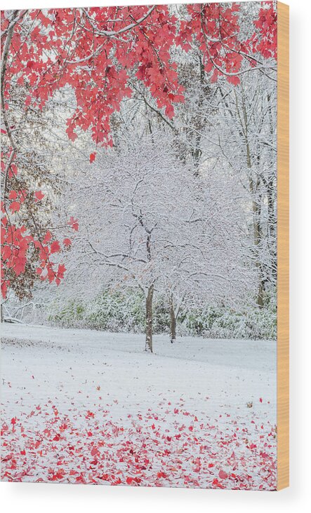 Snow Wood Print featuring the photograph Snow Covered Tree and Red Leaves by Tamara Becker