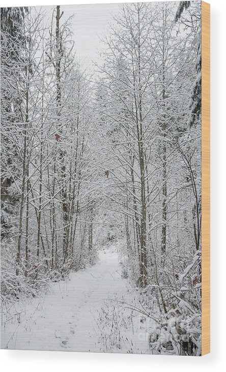 Snow Wood Print featuring the digital art Snow Covered Trees Line The Path by Kirt Tisdale