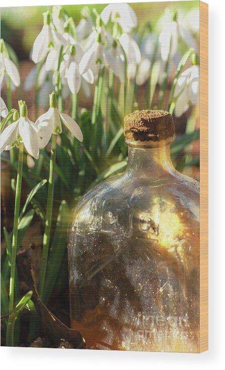 Snowdrops Wood Print featuring the photograph Snowdrop flowers and old glass jar with sunlight by Simon Bratt