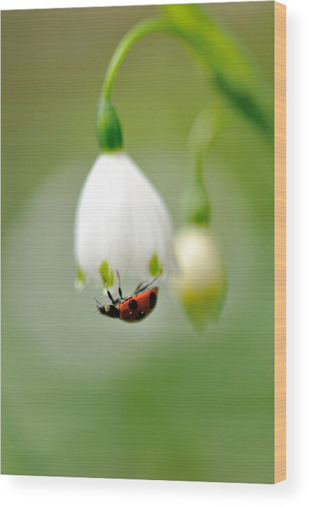 Hanging Wood Print featuring the photograph Snowflake With Ladybug by Myu-myu