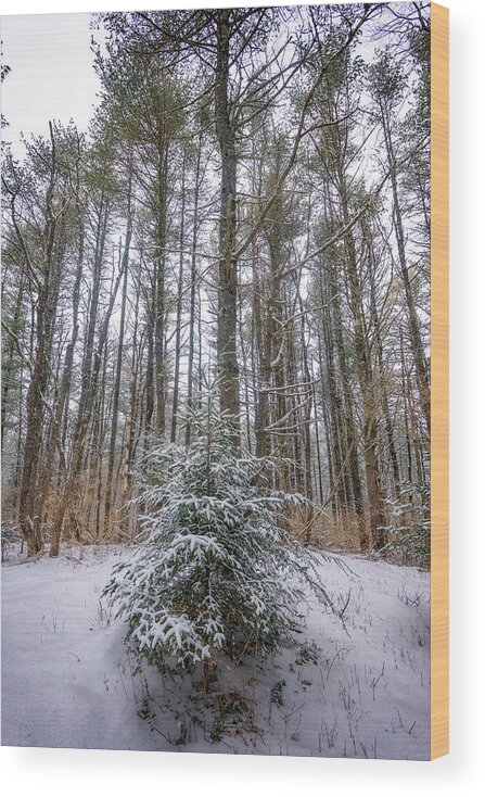 Hemlock Wood Print featuring the photograph Snowy Evergreen by Rick Berk