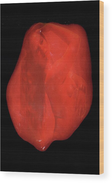 Habenero Wood Print featuring the photograph So That's Why Habaneros Are Hot by Richard Henne