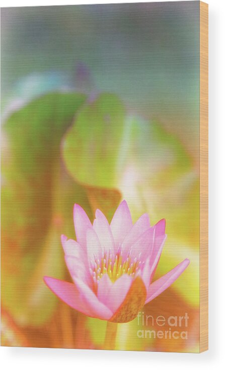 Pink Flower Wood Print featuring the photograph Soft and Light 4 by Becqi Sherman