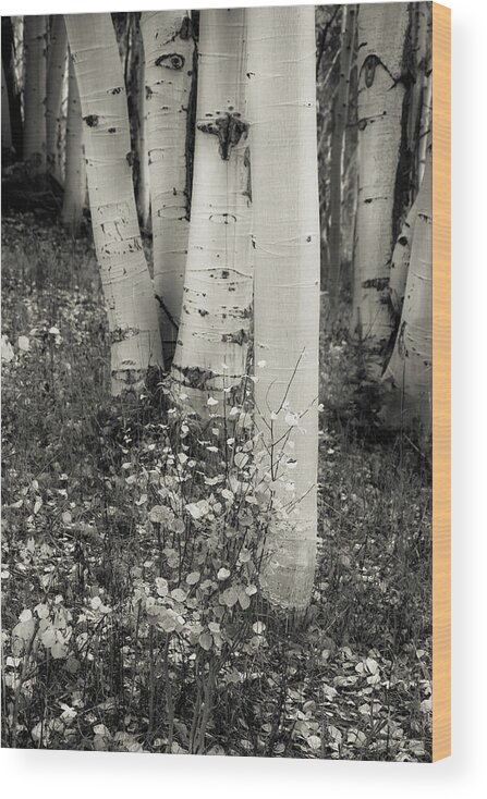 Aspen Trees Wood Print featuring the photograph Softly Fallen by The Forests Edge Photography - Diane Sandoval